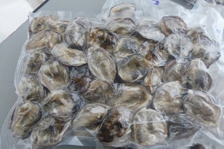 Мускусные железы кабарги. Фото пресс-службы Иркутской таможни