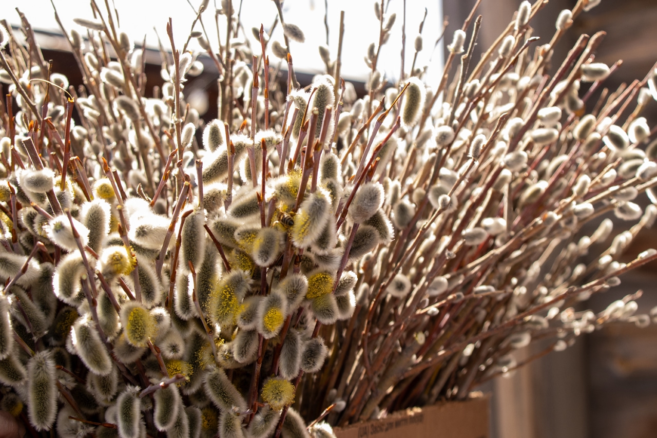 Верба. Фото: архив Иркутского музея декабристов