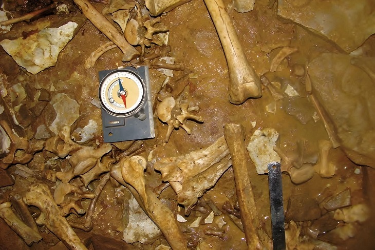 Кости ископаемого медведя Кости ископаемого медведя