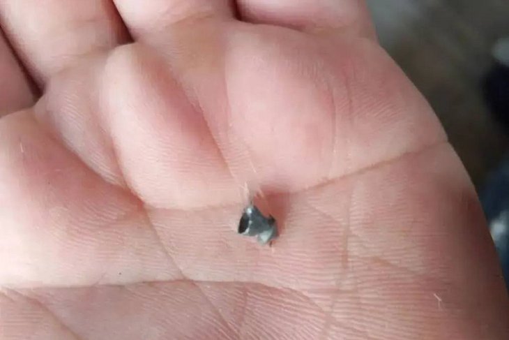 Извлеченная пуля. Фото из телеграм-канала ассоциации ветеринарии Иркутской области