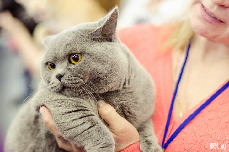 Женщина с котом. Фото Ильи Татарникова из архива IRK.ru