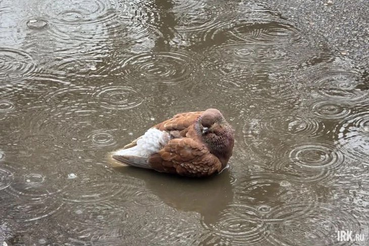 Голубь. Фото IRK.ru