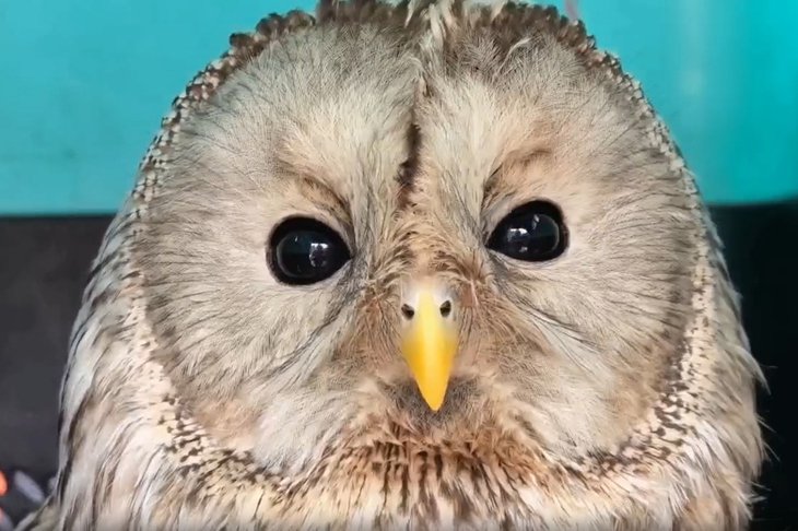 Неясыть. Скриншот из видео Сибирского зоопарка