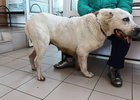 Собака. Фото ассоциации ветеринарии Иркутской области