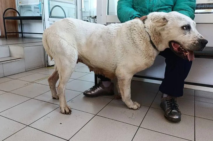 Собака. Фото ассоциации ветеринарии Иркутской области