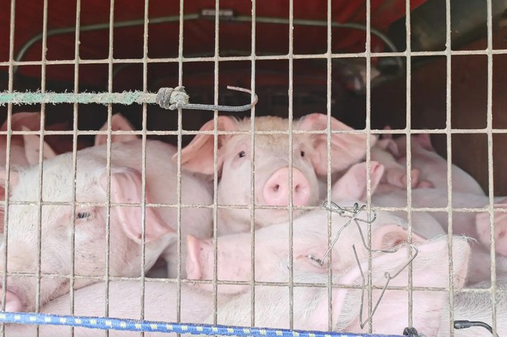 Поросята. Фото пресс-службы правительства Иркутской области