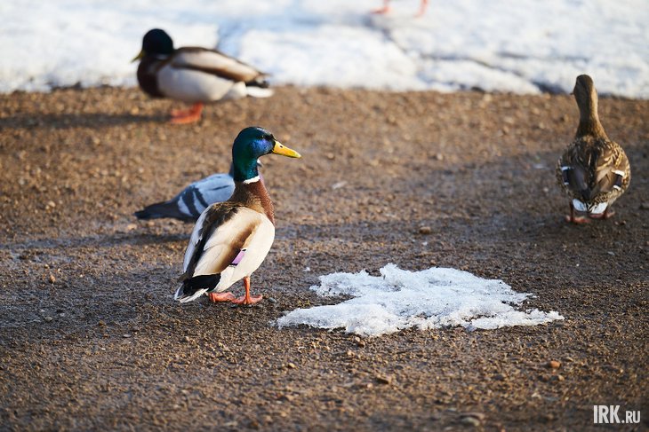 Утки. Фото Маргариты Романовой, IRK.ru