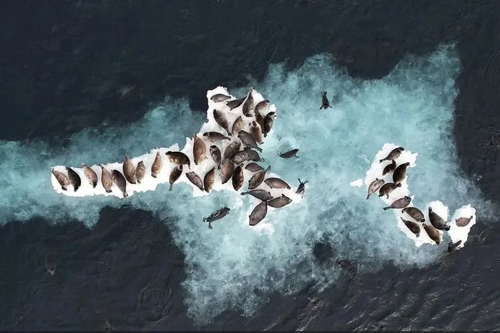 Нерпы. Фото из телеграм-канала Игоря Кобзева