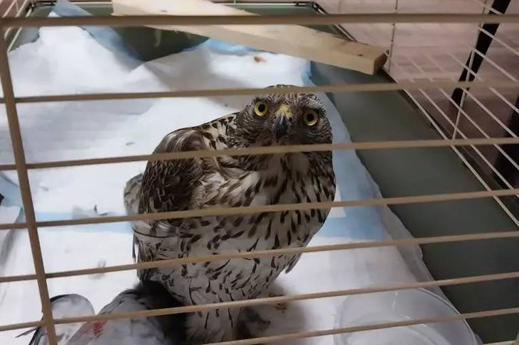 Ястреб. Фото из телеграм-канала ассоциации ветеринарии Иркутской области