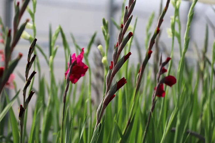 Гладиолусы. Фото пресс-службы мэрии Иркутска