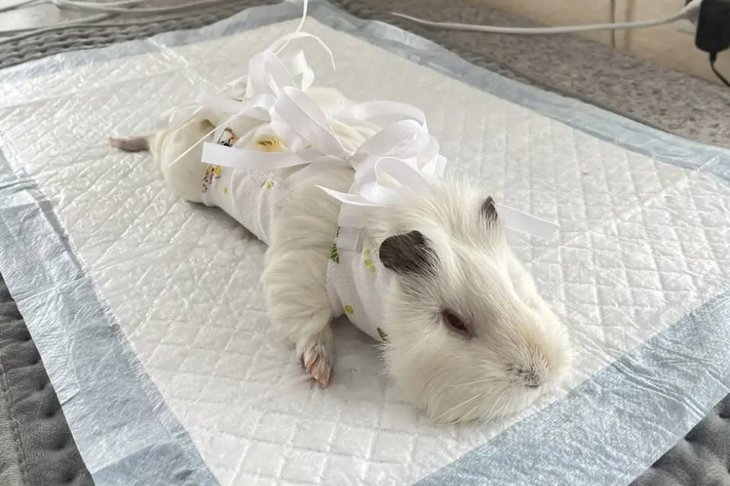 Морская свинка Кролик. Фото ассоциации ветеринарии Иркутской области
