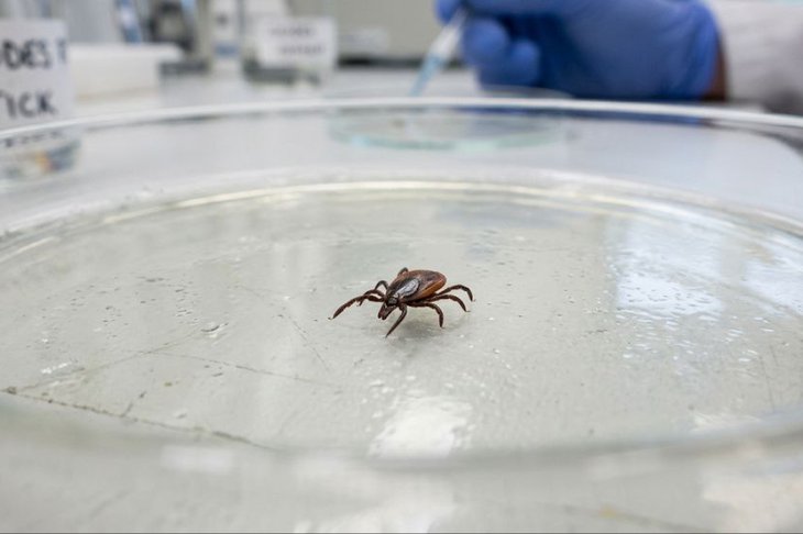 Клещ. Изображение сгенерировано нейросетью Nano Banana Pro