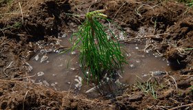 Посади дерево – подари планете жизнь