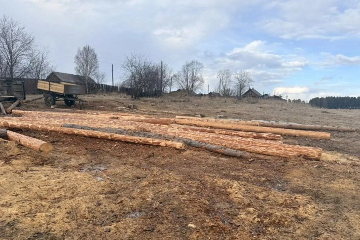 Срубленные деревья. Фото пресс-службы ГУ МВД России по Иркутской области