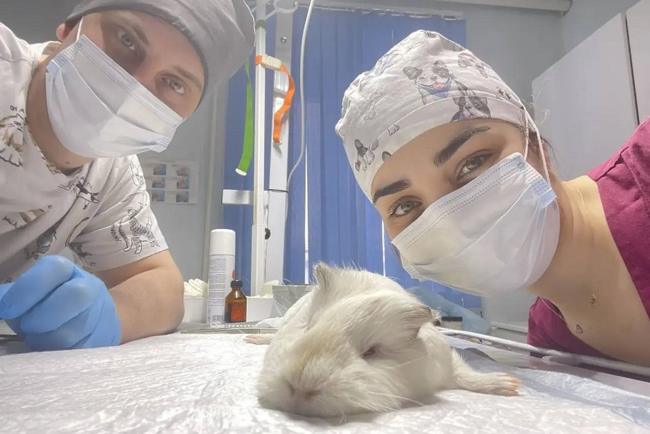 Фото из телеграм-канала ассоциации ветеринарии Иркутской области