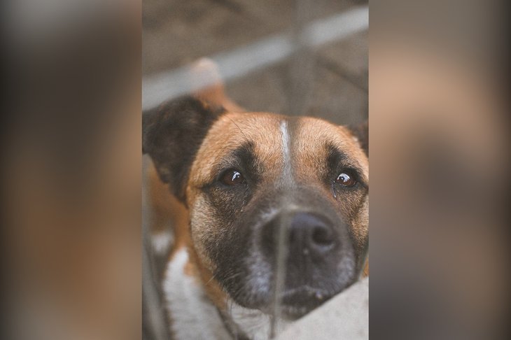 Собака. Фото Надежды Доровской