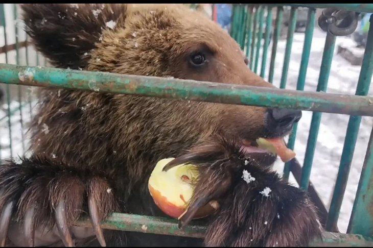 Медвежонок. Фото из канала «К-9» в МАХ