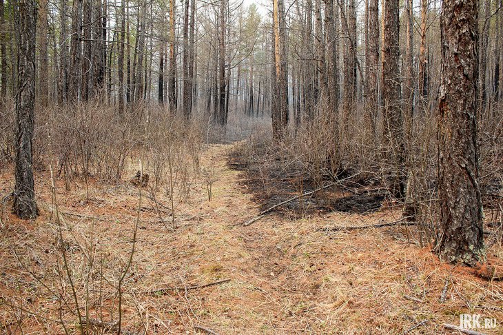 Лес. Фото IRK.ru