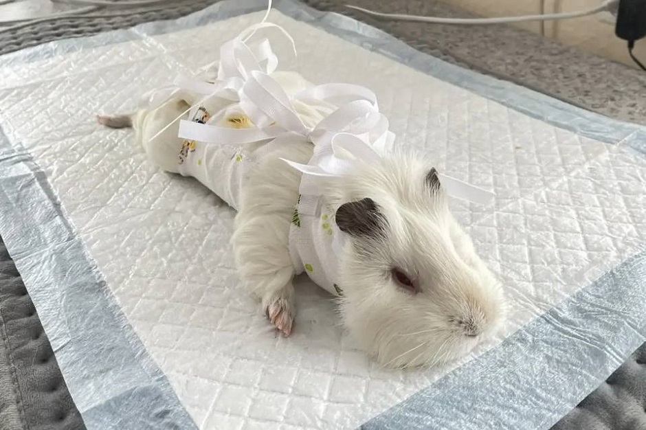 Морская свинка. Фото из телеграм-канала ассоциации ветеринарии Иркутской области