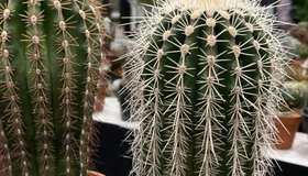 Кактусмания