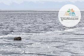 Косуля. Скриншот видео Заповедного Прибайкалья
