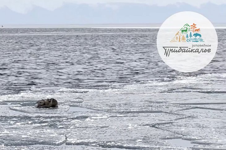 Косуля. Скриншот видео Заповедного Прибайкалья