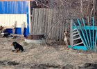 Безнадзорные собаки. Фото предоставлено очевидцами