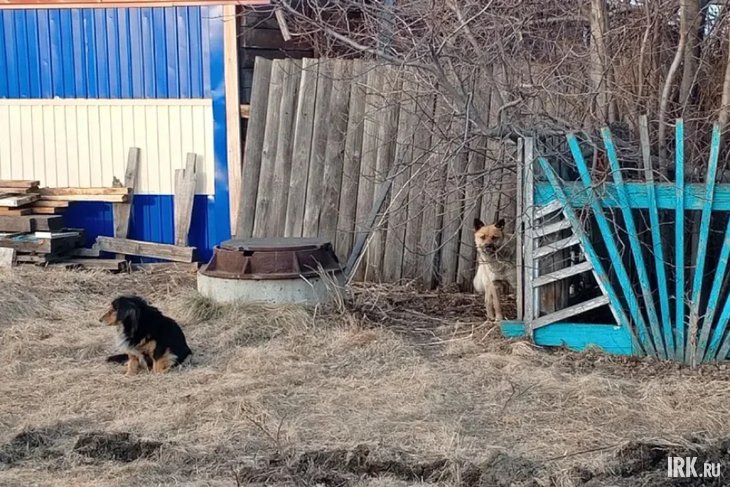 Безнадзорные собаки. Фото предоставлено очевидцами