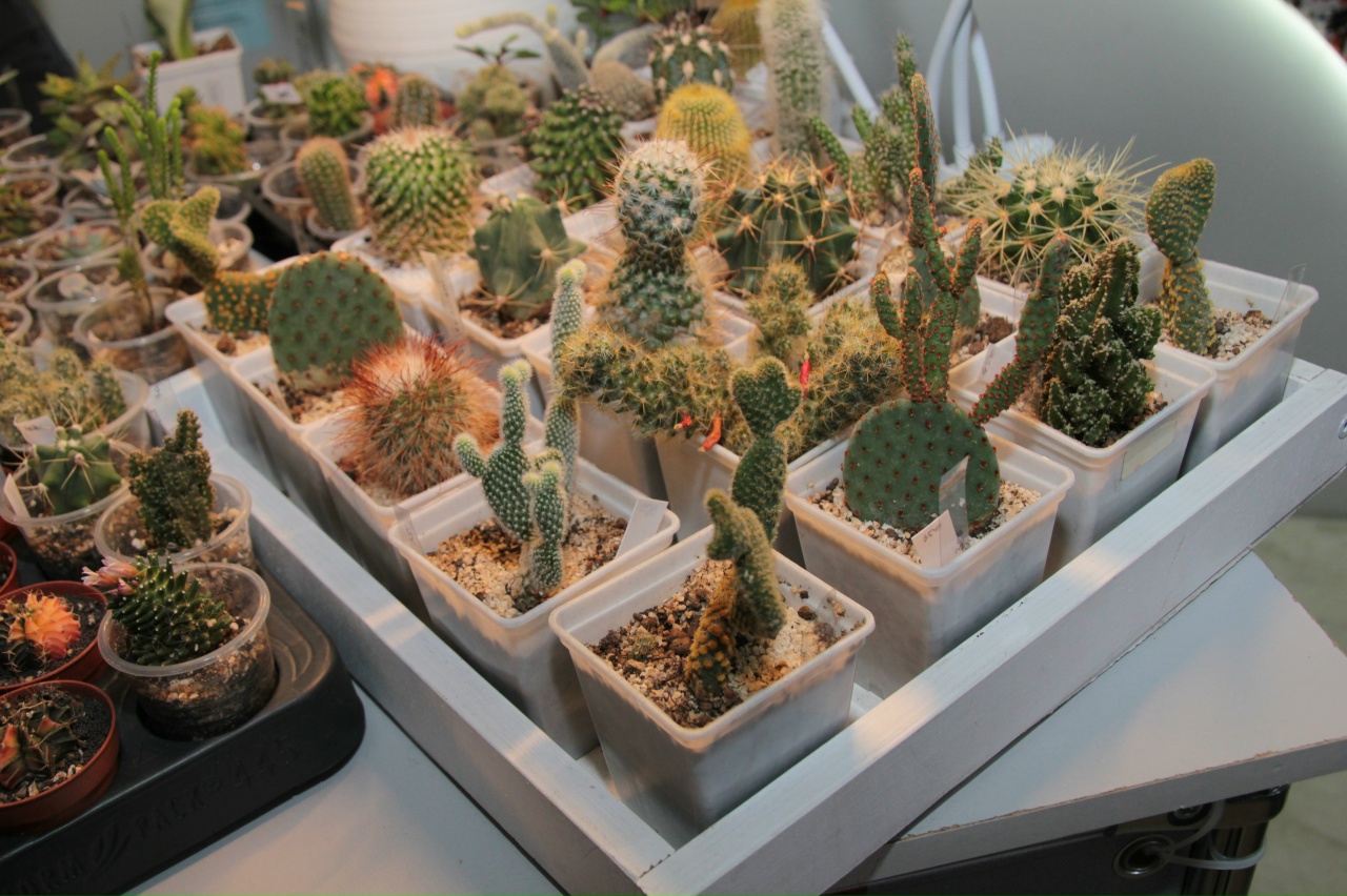 Кактусы. Фото: Иркутский областной краеведческий музей