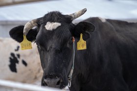 Корова. Фото Ильи Татарникова из архива IRK.ru