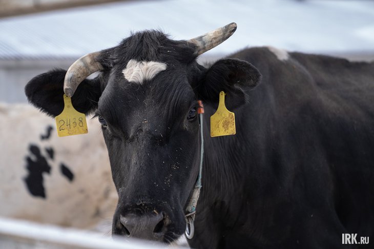 Корова. Фото Ильи Татарникова из архива IRK.ru