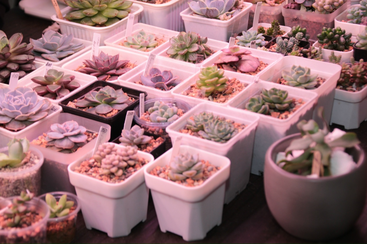 Кактусы. Фото: Иркутский областной краеведческий музей