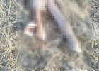Останки животного. Фото пресс-службы ГУ МВД по региону