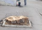 Спиленное дерево. Фото предоставлено очевидцем