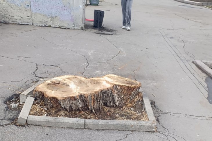 Спиленное дерево. Фото предоставлено очевидцем
