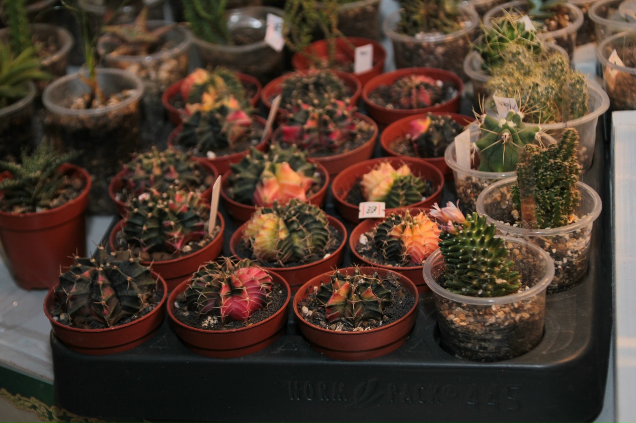 Кактусы. Фото: Иркутский областной краеведческий музей