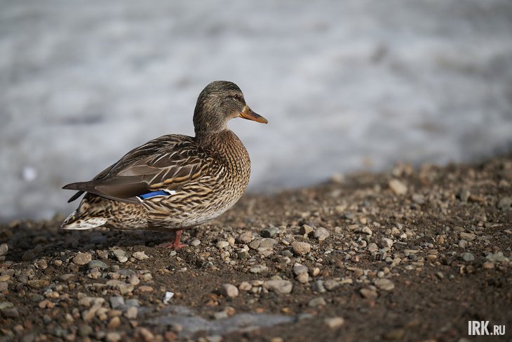 Утка. Фото Маргариты Романовой, IRK.ru