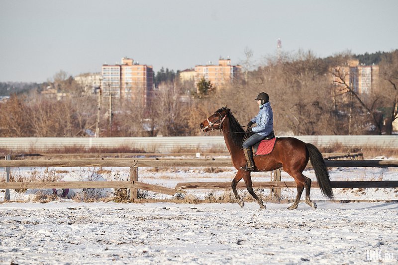 Всадник на коне. Фото: Маргарита Романова, IRK.ru