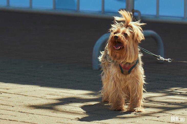 Собака на поводке. Фото Маргариты Романовой, IRK.ru