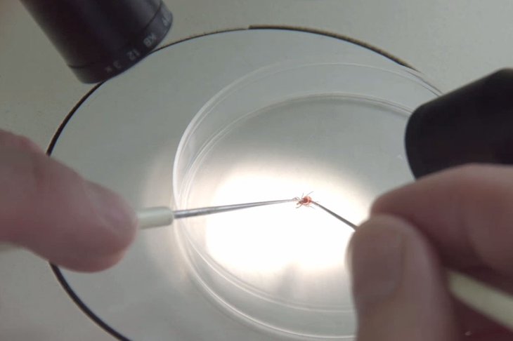 Клещ. Скриншот видео управления Роспотребнадзора по Иркутской области