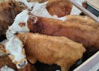 Телята. Фото пресс-службы управления Россельхознадзора по Иркутской области и Бурятии