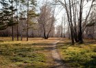 Лес. Фото из архива IRK.ru