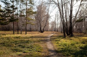 Лес. Фото из архива IRK.ru