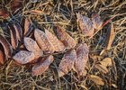 Заморозки. Фото из архива IRK.ru