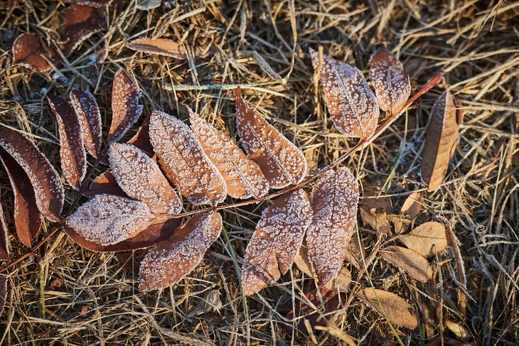 Заморозки. Фото из архива IRK.ru