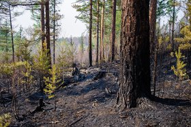 Лес. Фото Ильи Татарникова из архива IRK.ru