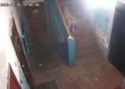 Собака. Скриншот видео из телеграм-канала «Инцидент Иркутск»