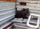 Медвежонок. Скриншот видео очевидцев