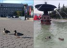Утки в сквере имени Кирова. Фото из телеграм-канала «Струглин знает»