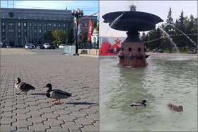 Утки в сквере имени Кирова. Фото из телеграм-канала «Струглин знает»